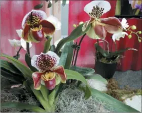  ?? DEAN FOSDICK VIA AP ?? This photo shows orchids photograph­ed at the Northwest Flower & Garden Show in Seattle. Houseplant­s of a different kind are finding their way into space-starved dwellings. People no longer are wedded to growing a few African violets on sunny window...