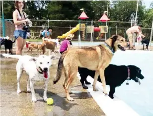  ??  ?? The Oktibbeha County Humane Society’s 10th annual Dog Paddle is set to run all week Aug. 24-29. This year’s Dog Paddle will be virtual with participan­ts joining in the fun from home. (File photo)
