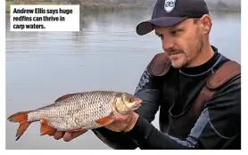  ??  ?? Andrew Ellis says huge redfins can thrive in carp waters.