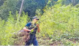  ??  ?? Las plantas de marihuana estaban entre otros cultivos para esconderla­s en la montaña.