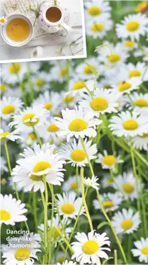  ??  ?? Dancing, daisy-like chamomile