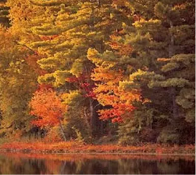  ?? PHOTO BY SAMANTHA LOUZON ?? STUNNING SCENE: Leaf-peeping is just one of many activities available in the Shires of Vermont.