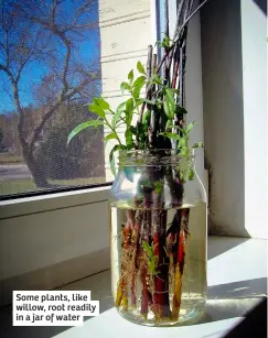  ?? ?? Some plants, like willow, root readily in a jar of water