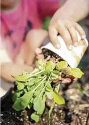  ??  ?? ll sensory e erience In gardening, the child sees, touches and smells everything. — Photos: