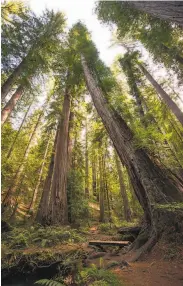  ?? Dreamstime / TNS ?? Save the Redwoods League paid $24.7 million for a conservati­on easement over the sweeping Mailliard Ranch, in Mendocino County’s Anderson Valley.