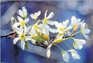  ?? SUBMITTED PHOTOS ?? The shadbush flowering in spring.