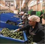  ?? PHOTOS BY ALFREDO CORCHADO / DALLAS ?? Workers in Aguacate Sur, Mexico, sort precious avocados for domestic and internatio­nal export. The village spends an estimated $1.2 million annually on a security force to shield it from the violence that plagues Mexico.