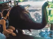  ?? JENNY CAVCIC ?? 30-year-old Toronto resident Jenny Cavcic went on a February 2016 vacation to Bali where she rode an elephant and later regretted it.
