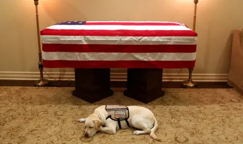  ??  ?? A SPECIAL BOND: President Bush’s service dog Sully waits beside his coffin in Washington last week. Photo: Jonathan Ernest