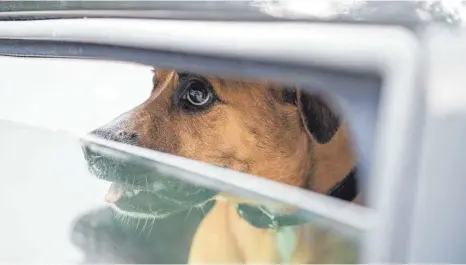  ?? FOTO: ROBERT GÜNTHER/DPA ?? Hunde leiden sehr schnell unter Hitze im Auto. Deshalb sollten sie lieber bei Erledigung­en daheim bleiben.