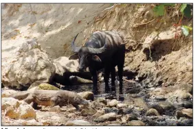  ?? ?? A Komodo dragon walks past a water buffalo at the park.