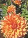  ?? Mackenzie Carpenter/post-gazette ?? ‘Big Ben’ dahlias