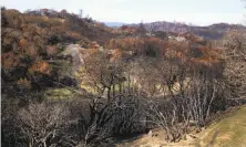  ?? Paul Chinn / The Chronicle 2017 ?? The Tubbs Fire in Sonoma County scorched hills so severely that trees could come back more slowly, a forest ecologist says.