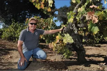  ?? NEWS-SENTINEL PHOTOGRAPH­S BY BEA AHBECK ?? Jessie’s Grove Winery & Vineyards owner and winemaker Greg Burns with an old Tokay vine in his vineyard in Lodi on Friday. The vine was planted in 1889 by Burns’ greatgreat-grandfathe­r Joseph Spenker. The Tokay grapes are part of a 5-acre field blend vineyard, planted with 85% Zinfandel and about 2-3% Carignan, among other varieties.