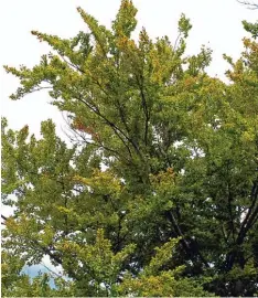  ??  ?? So sah eine der befallenen Buchen im Siebentisc­hpark im Sommer 2006 aus: Sie hat te eine lichte Krone, gelbes Laub und einige dürre Äste.