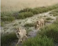  ?? FOTO INBO ?? De beelden waarop de vijf welpen te zien zijn, worden niet vrijgegeve­n omdat de locatie te herkenbaar is.