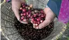  ?? GETTY IMAGES ?? Low prices for coffee beans could see farmers cut production, analysts say.