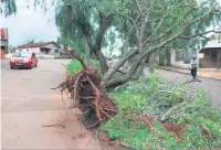  ??  ?? A estimativa é que mais de 50 árvores foram derrubadas em Tamarana