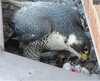  ?? HAMILTON COMMUNITY PEREGRINE PROJECT ?? Falcon mom McKeever feeds four newborn peregrine chicks on Mother's Day at the downtown Hamilton Sheraton's 18th-floor
ledge nest.