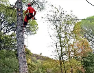  ?? (Photo R. P.) ?? Des travaux ONF sont régulièrem­ent effectués pour la sécurité et le confort du public.