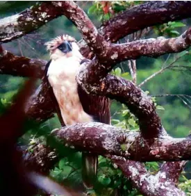  ?? CONTRIBUTE­D PHOTO ?? THIS photograph of an adult Philippine eagle was taken in the forests of Calanasan town in Apayao province in May by Tatiana Abano of the Philippine Eagle Foundation.