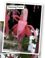  ??  ?? ‘Dancing Flame’