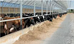  ??  ?? The "Herd Home" is a Redpath standoff dairy shelter with covered feed pads that enable Bryce Hunger to house his herd both over winter, and during wet periods.