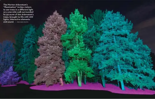  ?? | PROVIDED PHOTO ?? The Morton Arboretum’s “Illuminati­on” invites visitors to see trees in a different light on a one- mile walk surrounded by 50 acres of the Arboretum’s trees, brought to life with LED lights, interactiv­e elements and sound.