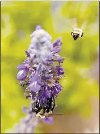  ?? Athens Banner-Herald/JOSHUA L. JONES ?? Bees collect pollen from the flowers of a salvia mystic spires plant during an open house at the University of Georgia Trial Gardens in Athens, Ga., on Saturday. China-owned Syngenta AG continues to defend its neonicotin­oid pesticides that several...