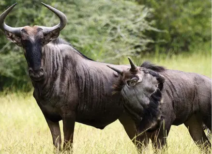  ?? KINDALA MANUEL ?? Muitas espécies têm de ser catalogada­s para se conhecer o número real dos animais existentes no parque e garantir maior segurança