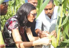  ?? ?? Técnicos da Carrinho Agri assistem um produtor no campo