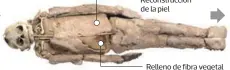  ??  ?? Reconstruc­ción de la piel Relleno de fibra vegetal