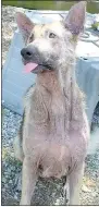  ?? Lynn Atkins/The Weekly Vista ?? Marshall came into the Bella Vista Animal Shelter with a severe case of mange last summer. He looked and smelled bad, but the shelter staff knew they could help. A few weeks later (when this photo was taken), with medication and medicated baths,...