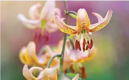  ??  ?? Lilium superbum produces clusters of delicate turkscap blooms