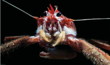  ?? ?? A spiny squat lobster. Lobsters are important decomposer­s in the oceans. Photograph: Mark Thomas