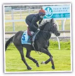  ?? ?? Twilight Payment during trackwork at Werribee Racecourse.