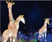  ?? COURTESY OF HANART CULTURE ?? A family of giraffes will warm hearts at the Illuminigh­ts at the Zoo: A Chinese Lantern Festival. Some of the lanterns are 20 feet tall. The festival runs through Jan. 16.