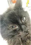  ?? SOCIETY CALGARY HUMANE ?? One of the 89 Maine coon cats seized from a West Hillhurst home last year.