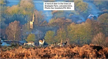  ?? ?? A herd of deer in the trees at Bradgate Park, Leicesters­hire. Photo Zac Goodwin/PA Wire