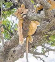  ??  ?? A lioness draped on a sausage tree
