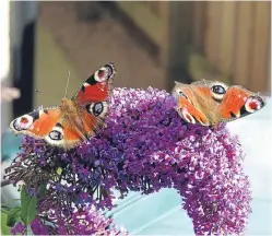  ?? Picture: Angus Whitson. ?? Peacocks on the buddleia.