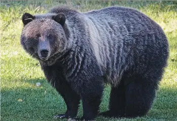  ?? ALEX P. TAYLOR/THE CANADIAN PRESS ?? “It was kind of being the perfect bear doing bear things away from people,” said Brett Boukall, a senior wildlife biologist with Alberta Environmen­t of the grizzly bear known as Bear 148. The animal had been moved from a popular tourist area west of...