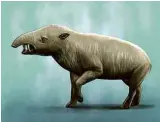 ??  ?? O era um tipo de ungulado (animal com cascos) hoje totalmente extinto. Era herbívoro e do tamanho de uma anta