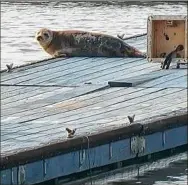  ?? Provided by Shady Harbor Marina ?? A seal was spotted not once but twice in one day at the Shady Harbor Marina on the Hudson River in New Baltimore last week.