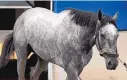  ?? CHARLIE RIEDEL/ASSOCIATED PRESS ?? Kentucky Derby entrant Essential Quality is walked after a workout at Churchill Downs on Thursday. Essential Quality is the early 2-1 favorite in Saturday’s race.