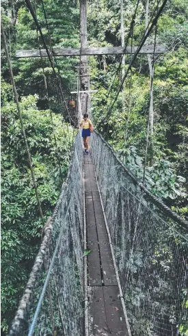  ?? Main picture: GRAHAM STEPHENSON ?? Above: The Mulu Canopy Skywalk, at 480m long, is the longest tree-based walkway in the world. It is made up of 15 sections using ropes and trees – no metal is involved. Right, one of the locals, a Horsfield’s bat.