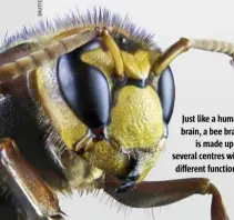  ??  ?? Just like a human brain, a bee brain is made up of several centres with different functions.