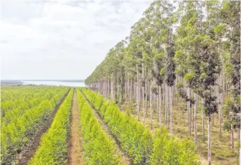  ?? ?? En el país existen unas 200.000 hectáreas de cultivos forestales.