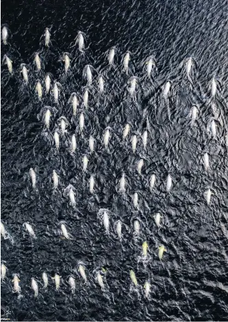  ?? PHOTO BY ELDRED ALLEN ?? “Scull of Harp Seals” by Eldred Allen is one of the photograph­s that will be featured in large format at this year’s Bonavista Biennale running from Aug. 14 to Sept. 12.