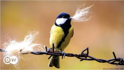  ??  ?? Algunos pájaros roban descaradam­ente el pelo de otros animales para construir sus nidos.